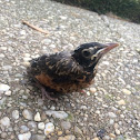 American Robin