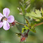 Pink flower