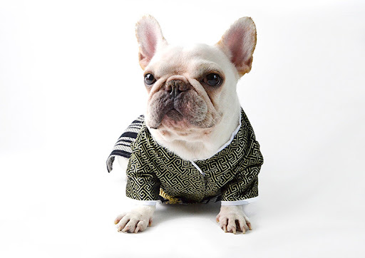 Title 11, Japanese Kimono Dog Warrior Costume. Dress your...
