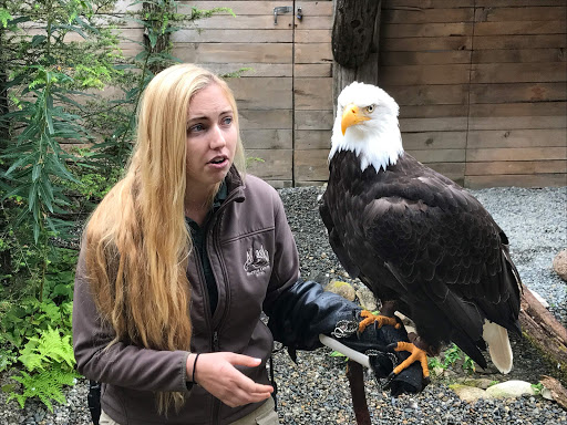 A tour guide with an  eagle on the mend at the Alaska Raptor Center in Sitka, Alaska. 