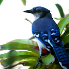 Blue Jay