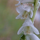 Grass-leaved Ladies' Tresses