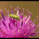 Potato Capsid Bug