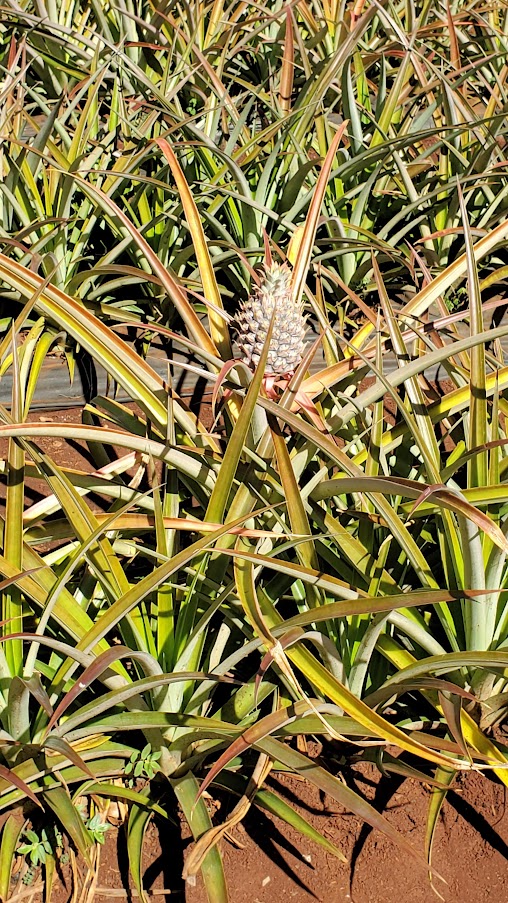 Review of Visiting Dole Plantation