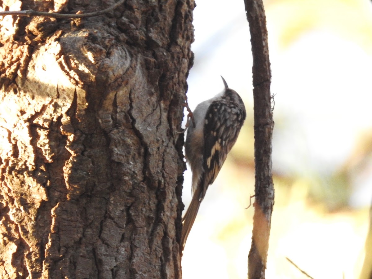 Brown Creeper