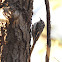 Brown Creeper