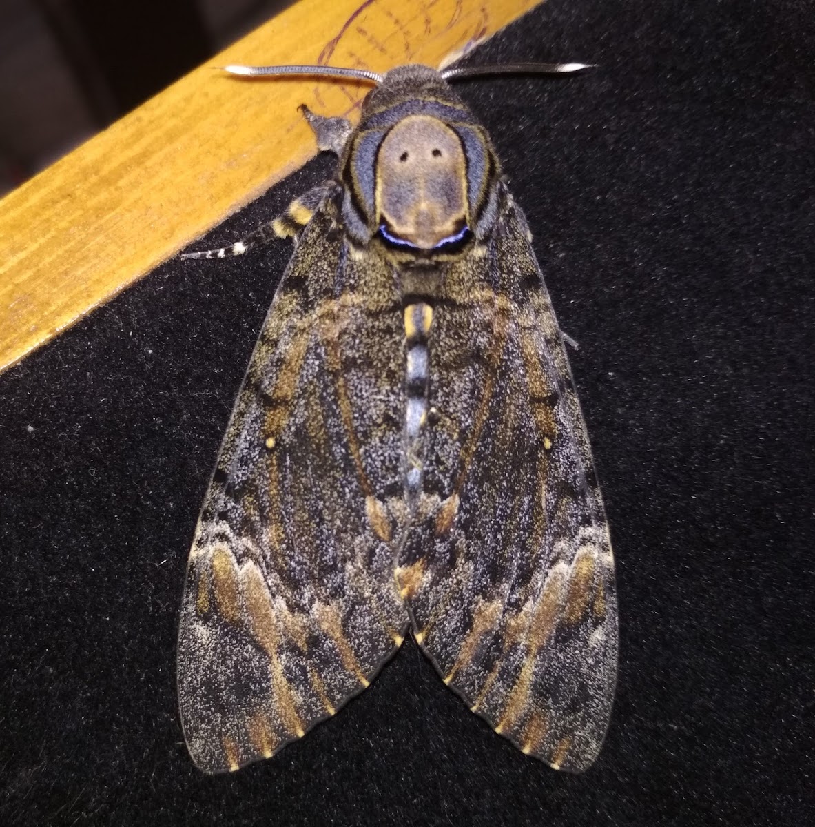 Death's-Head Hawkmoth