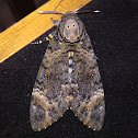 Death's-Head Hawkmoth