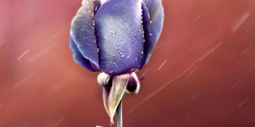 Purple Rose Live Wallpaper