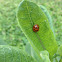 Multicolored Asian Lady Beetle