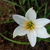 White Rain Lily