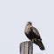 Rough-legged Hawk (light phase)