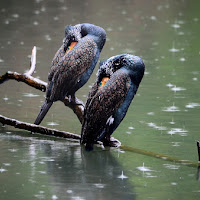 Cormorani sotto la pioggia di 