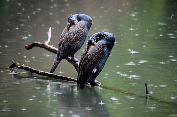 Cormorani sotto la pioggia di BASTET-Clara