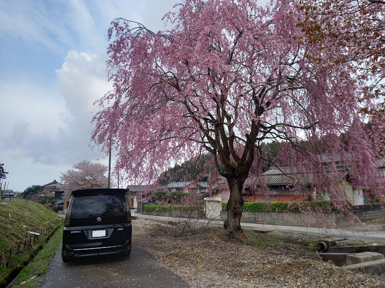 セレナのセレナC25・桜・枝垂れ桜・バンパーチェンジに関するカスタム事例の投稿画像4枚目