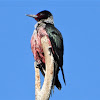 Lewis's woodpecker