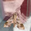 Virginia creeper sphinx moth