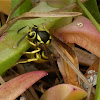 Western yellow jacket