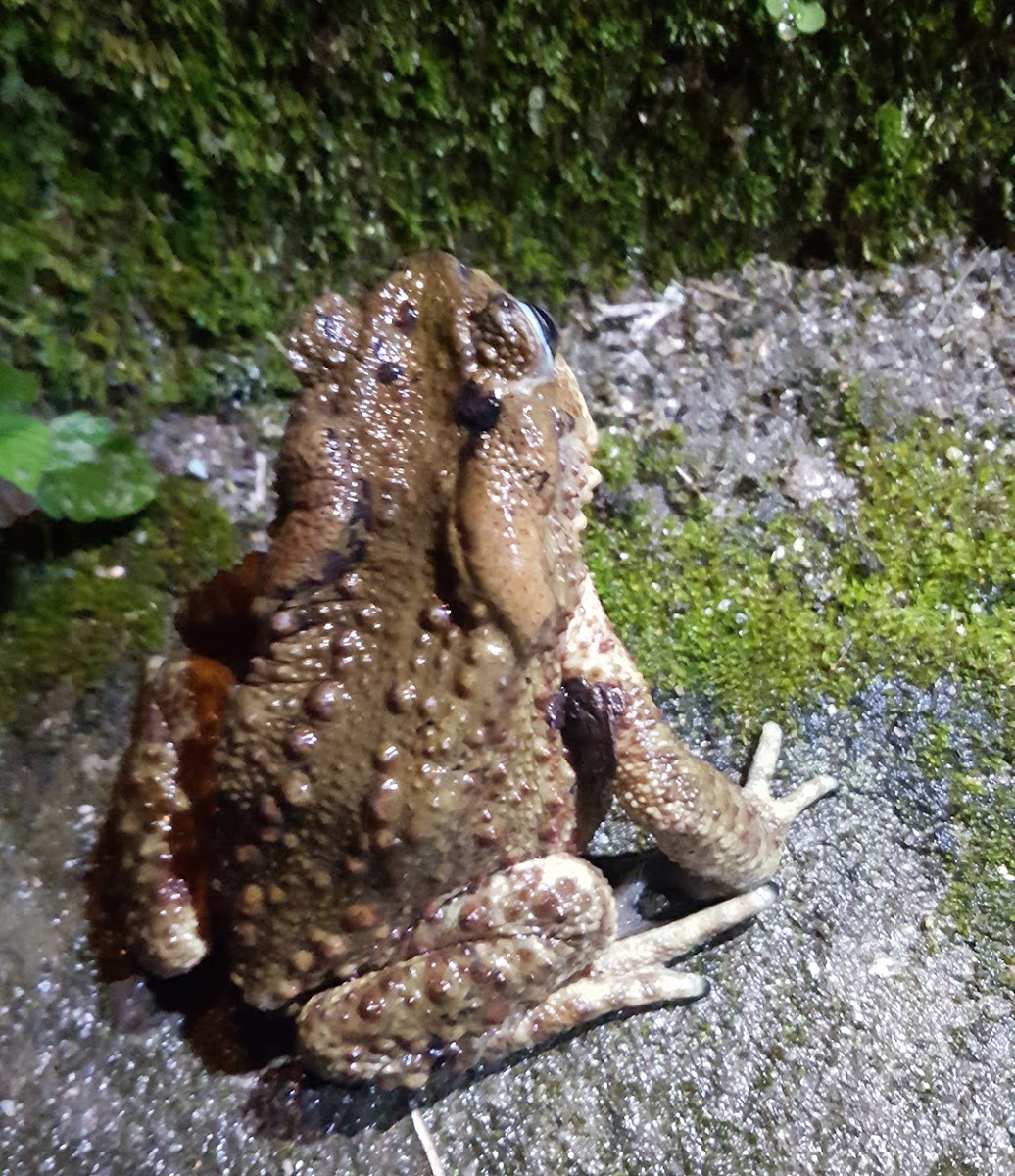 Toad