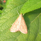 Crambid Moth