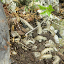Apheloria millipede