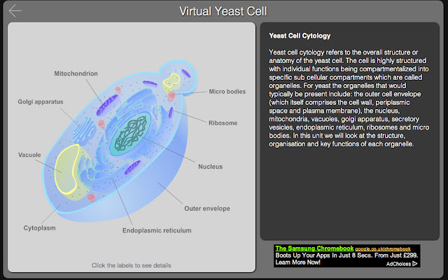 Virtual Yeast Cell chrome extension