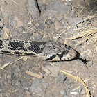 Great Basin gopher snake