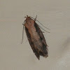 Oecophorine Moth