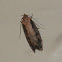 Oecophorine Moth