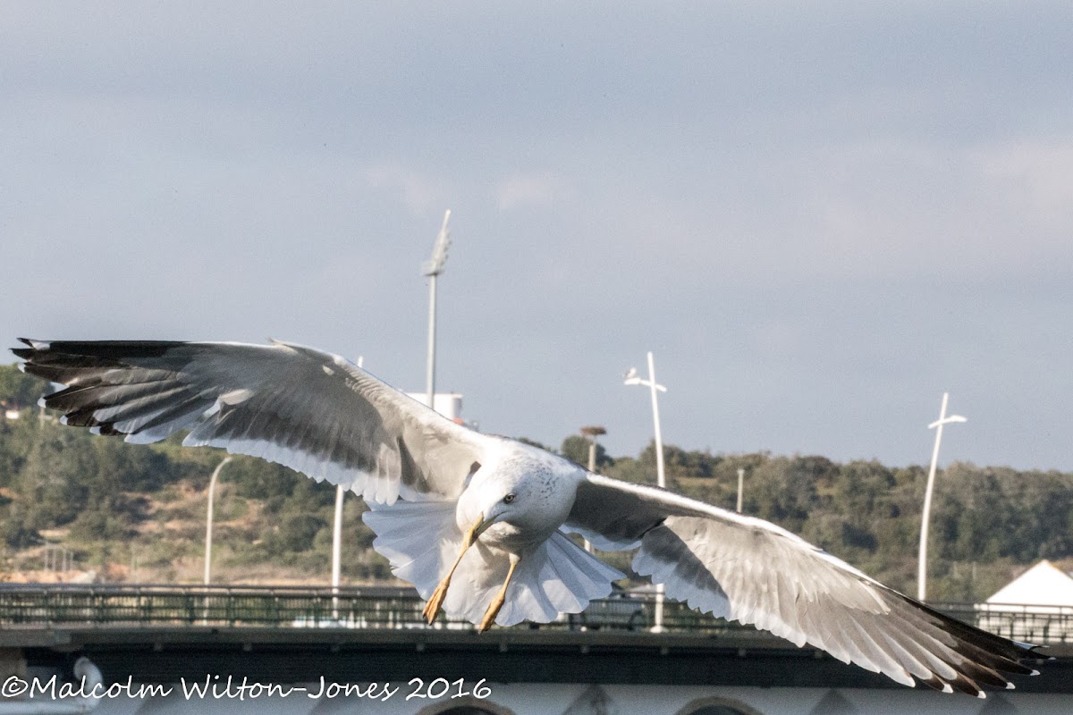 Yellow-legged Gull