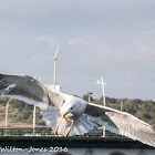 Yellow-legged Gull