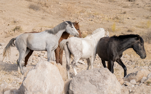Wild Horses screenshot 1