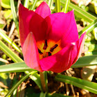 Tulip