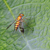 Long-Legged Fly