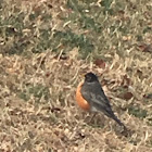 American Robin