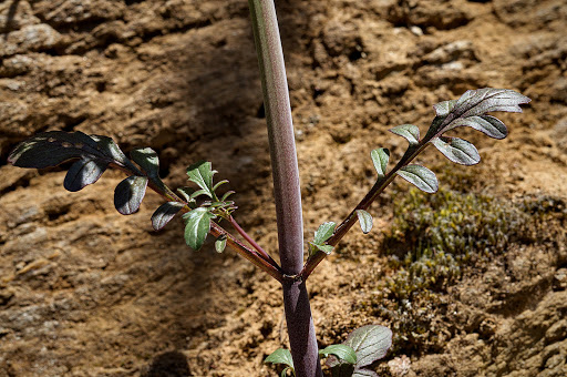 Centranthus calcitrapae