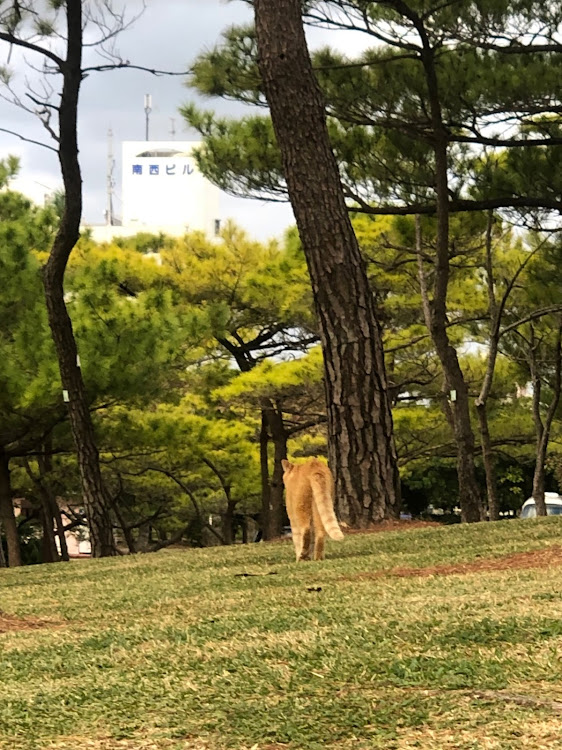 CLK クーペのMercedesバッテリー上がり予防ドライブ・名護21世紀の森公園の野良猫達・Mercedesのある生活・今日の海辺のお姉さん💕に関するカスタム事例の投稿画像6枚目
