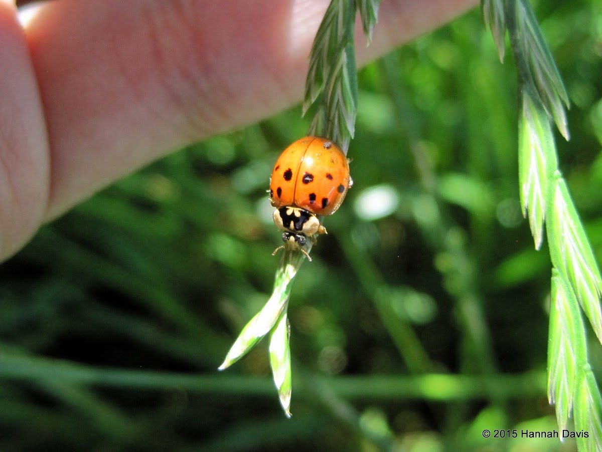 Harlequin ladybird