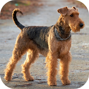 Download Airedale Terrier Wallpapers HD For PC Windows and Mac