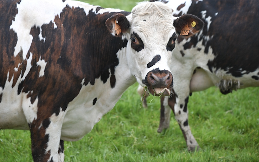 Dairy cows