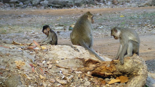 Monkey Morning in Cambodia 2016