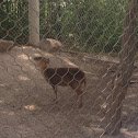 Dik dik