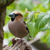 Hawfinch