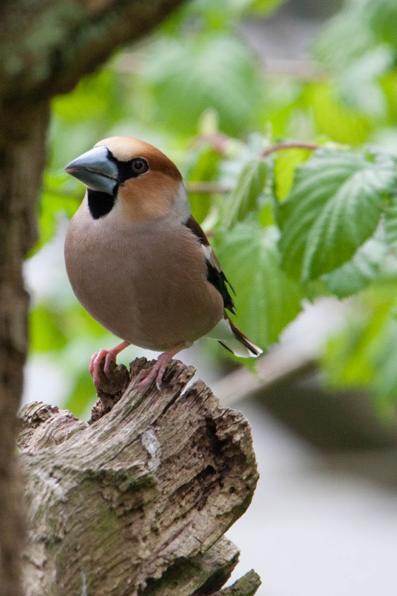 Hawfinch