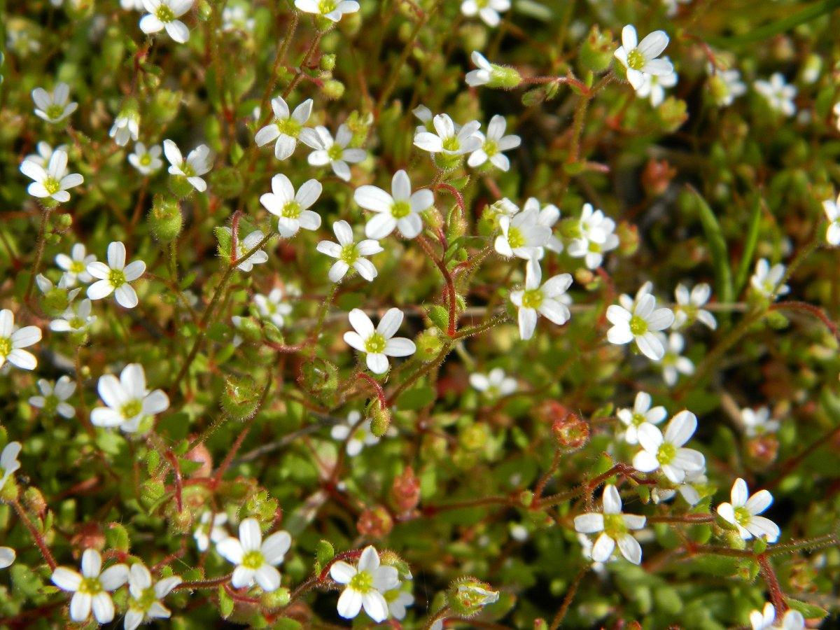 Rue-leaved saxifrage