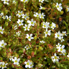 Rue-leaved saxifrage