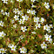 Rue-leaved saxifrage