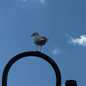 Herring Gull