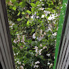 White Sky Vine