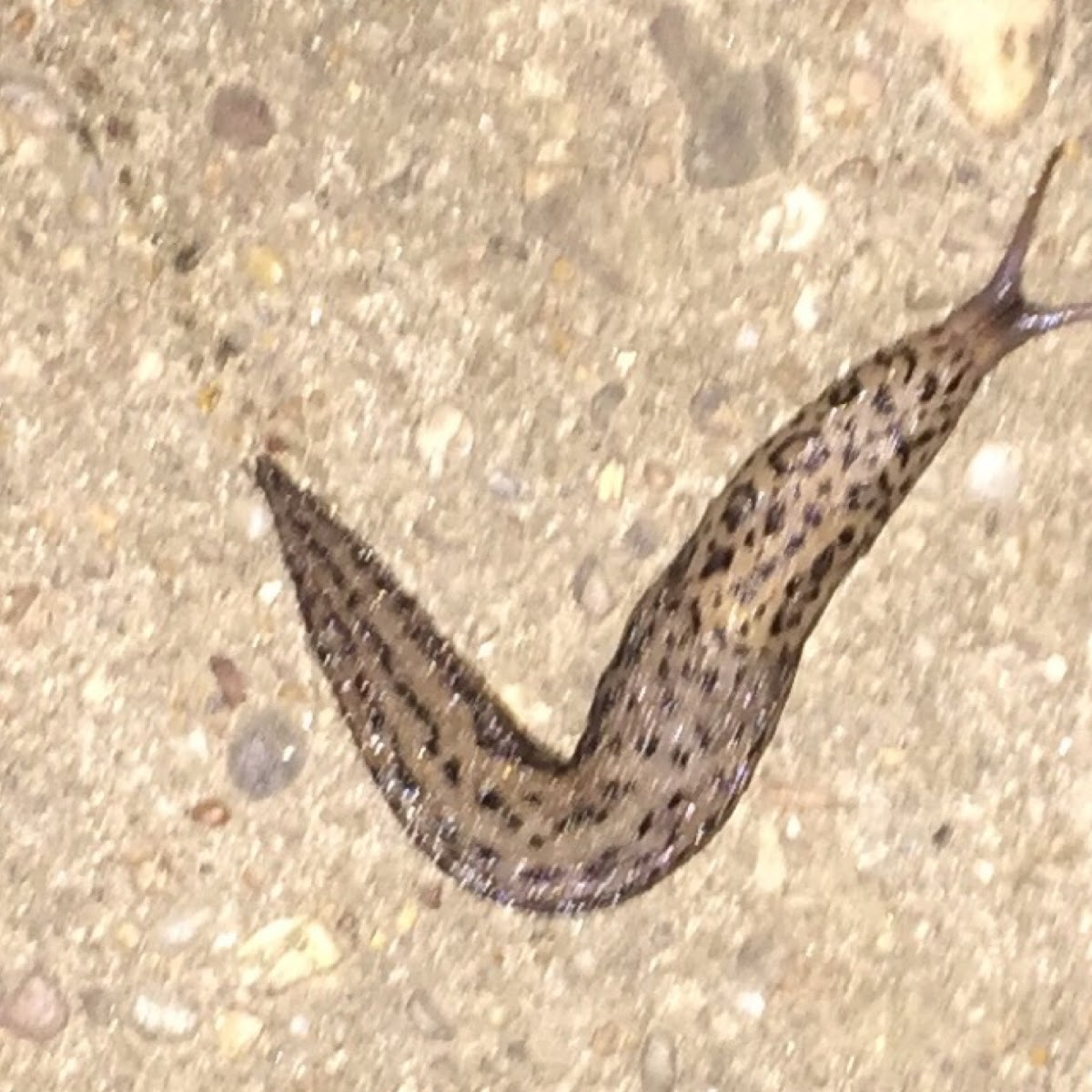 Leopard slug